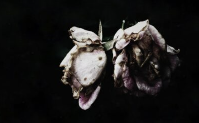 Bokanmeldelse av Goethes naturfilosofi